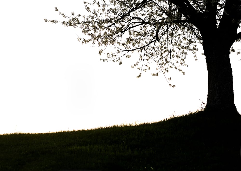 Photo of tree silhouette, countryside