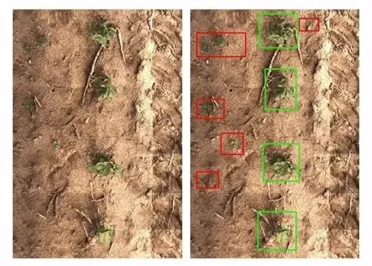 画像認識AIとは？仕組みや種類、最新の活用事例をご紹介 6