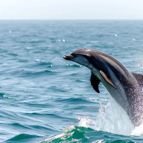 【待望のMySQL対応！】SI Object Browser for MySQL リリース